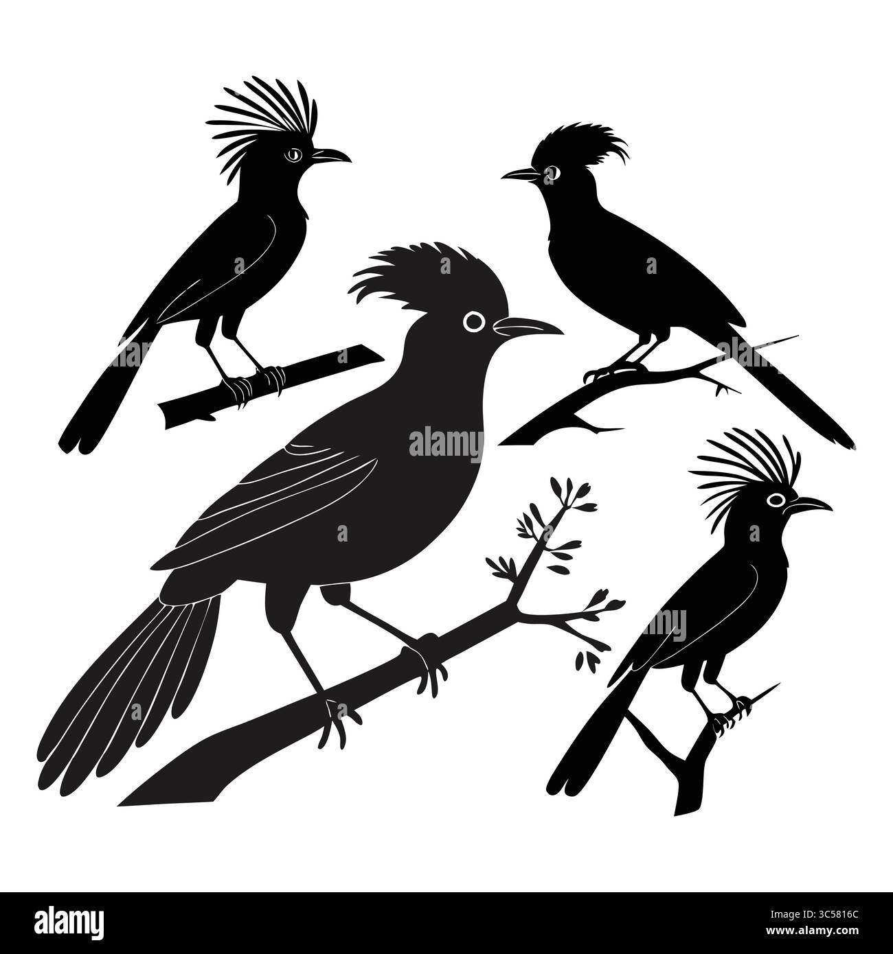 Set of Stylized Silhouettes of Amazonian Royal Flycatcher Birds Perched on Tree Branches Stock Vector