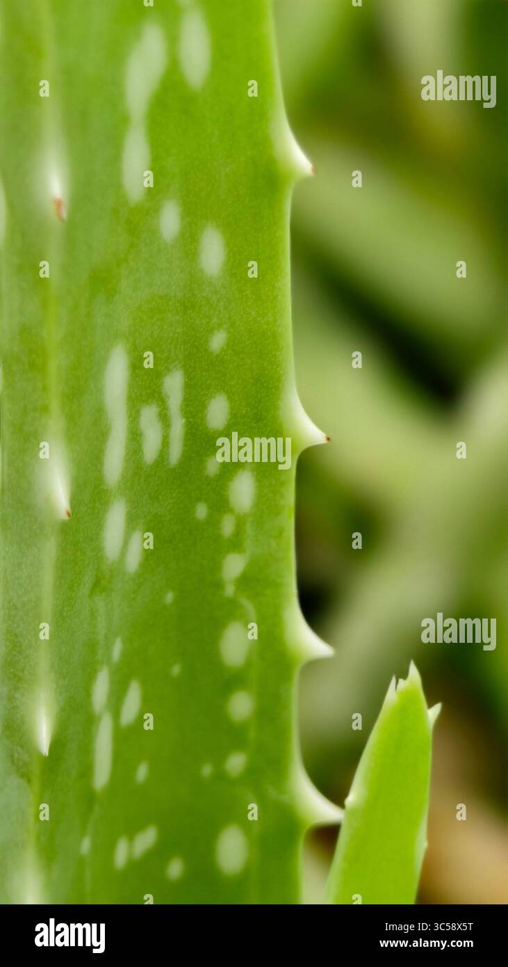 Thorns aloe vera hi-res stock photography and images - Alamy