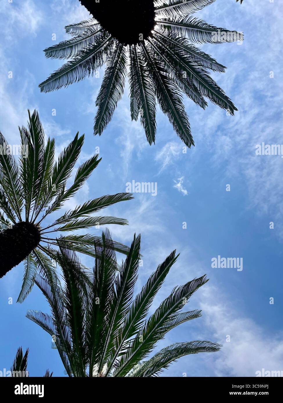 Palm trees - Smartphone Captured Stock Image