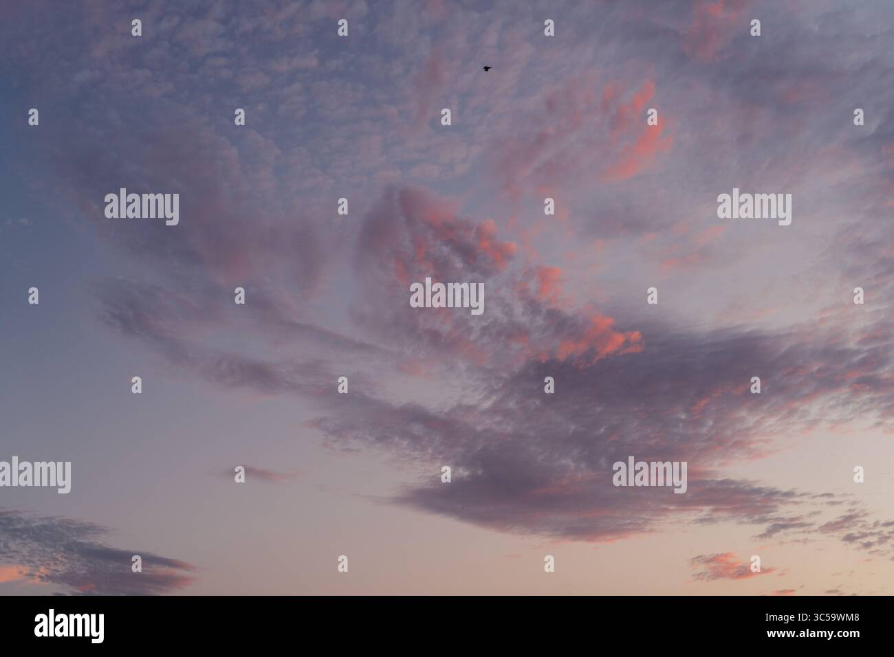 Twilight Sky with Bird in Flight Stock Photo