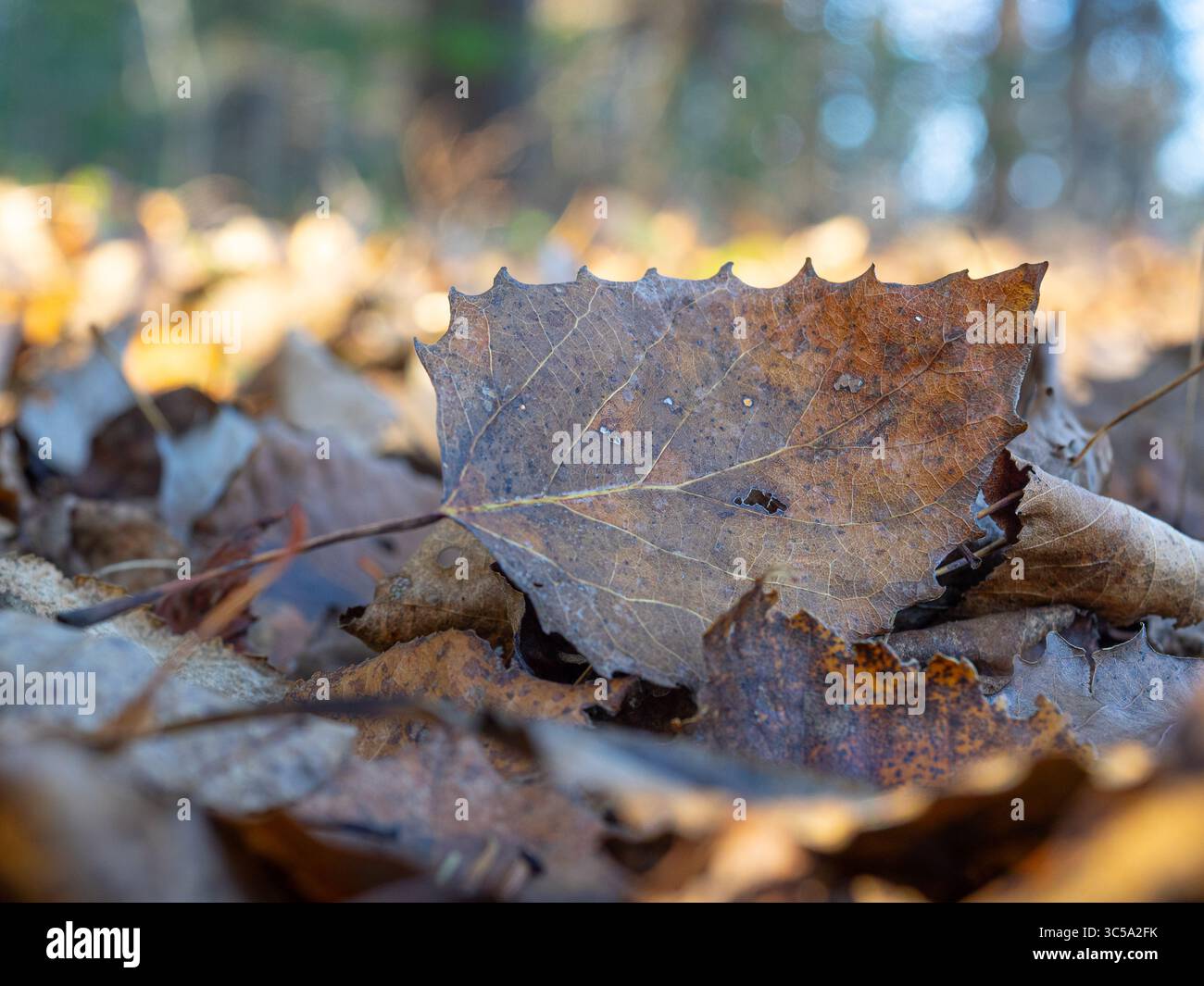 Dead Aspen leaf laying on the forest floor, Quebec,Canada Stock Photo