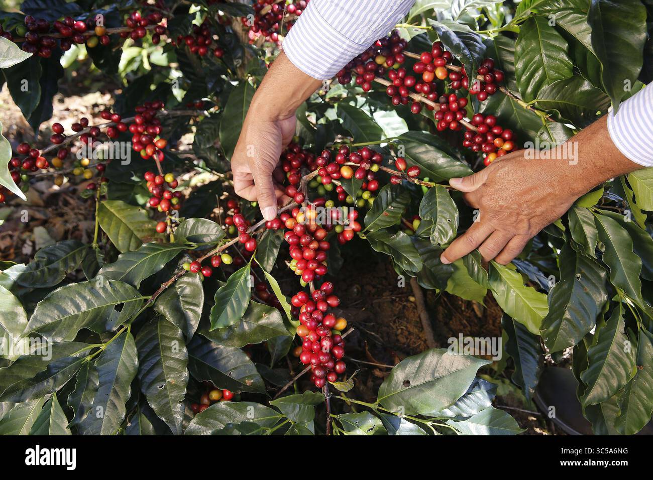 Nuevas especies de plantas hi-res stock photography and images - Alamy