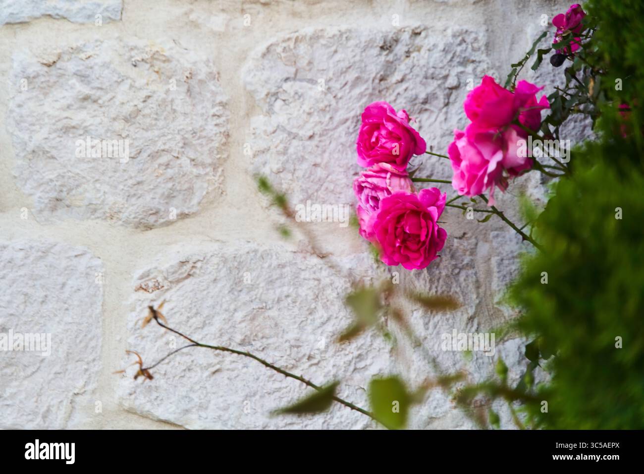 Pink climbing roses on a branch on a white brick wall background Stock Photo