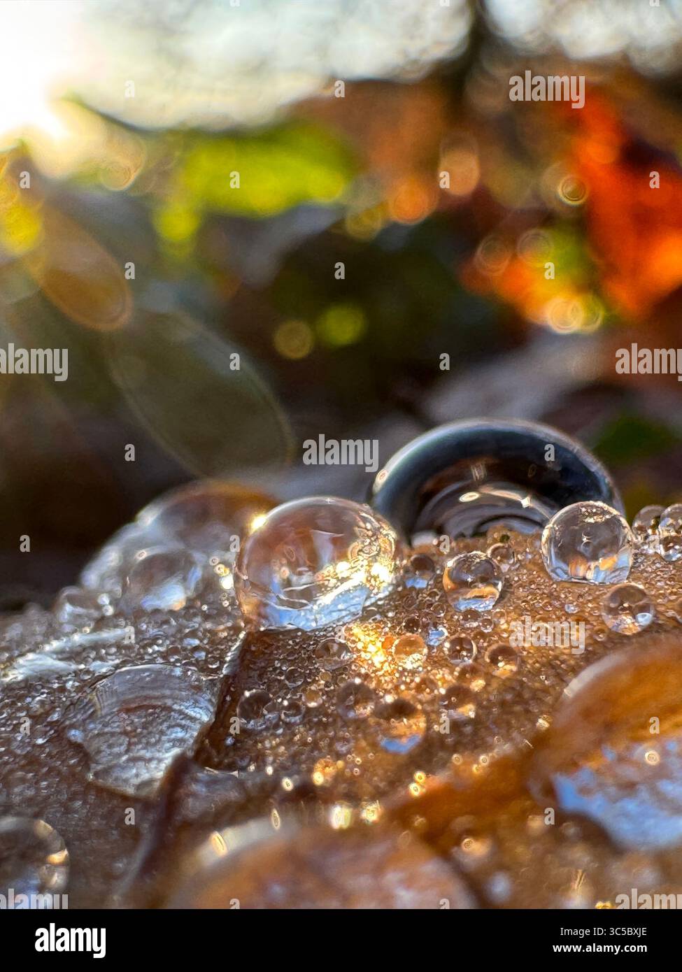Macro photo of morning dew on autumn leaf with sunlit reflections and colorful bokeh. Captures the delicate beauty of nature in fall. - Smartphone Captured Stock Image