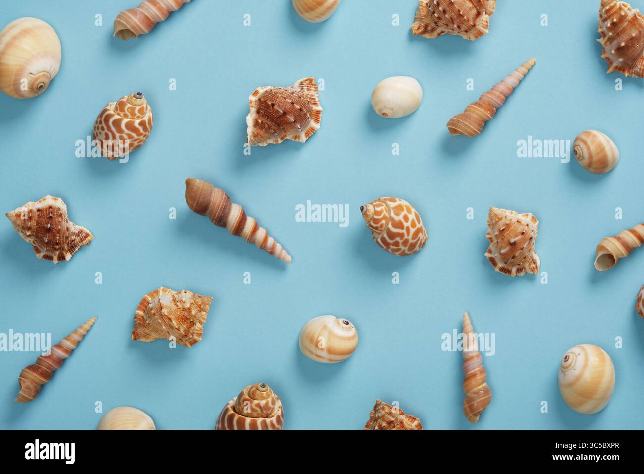 Summer nautical pattern with assorted brown shells on a light blue background. Stock Photo