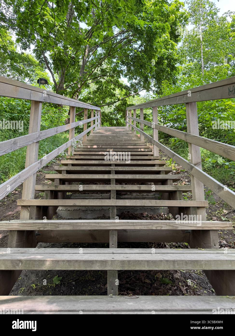 Wooden stairs leading through lush green forest, photographed from a low angle. Surrounded by nature, symbolizing journey, progress or adventure. - Smartphone Captured Stock Image