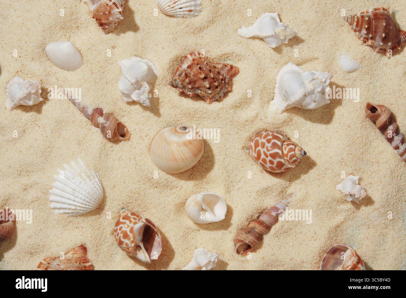 Summer nautical pattern with brown and white shells on light colored sand. Stock Photo
