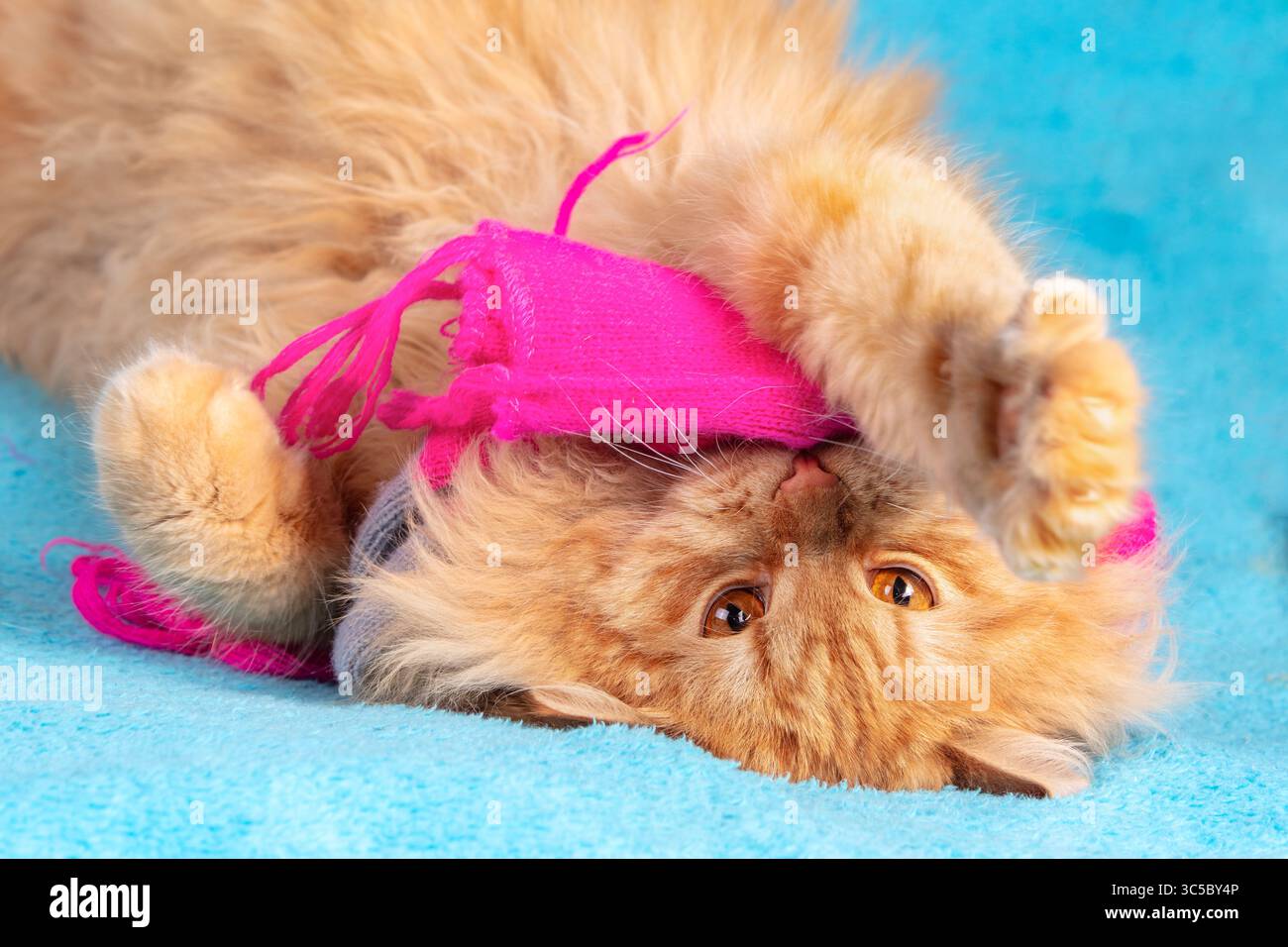 Portrait of a cute red long-haired cat in a pink knitting scarf lying on a blue blanket Stock Photo