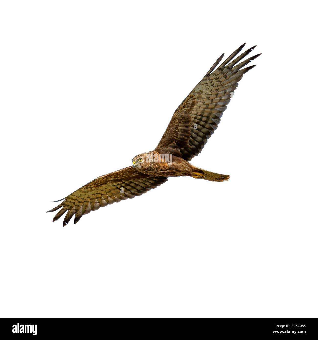 A young Pied Harrier gliding through the air with fully extended wings and intense yellow eyes, showing agility and precision in flight. Stock Photo