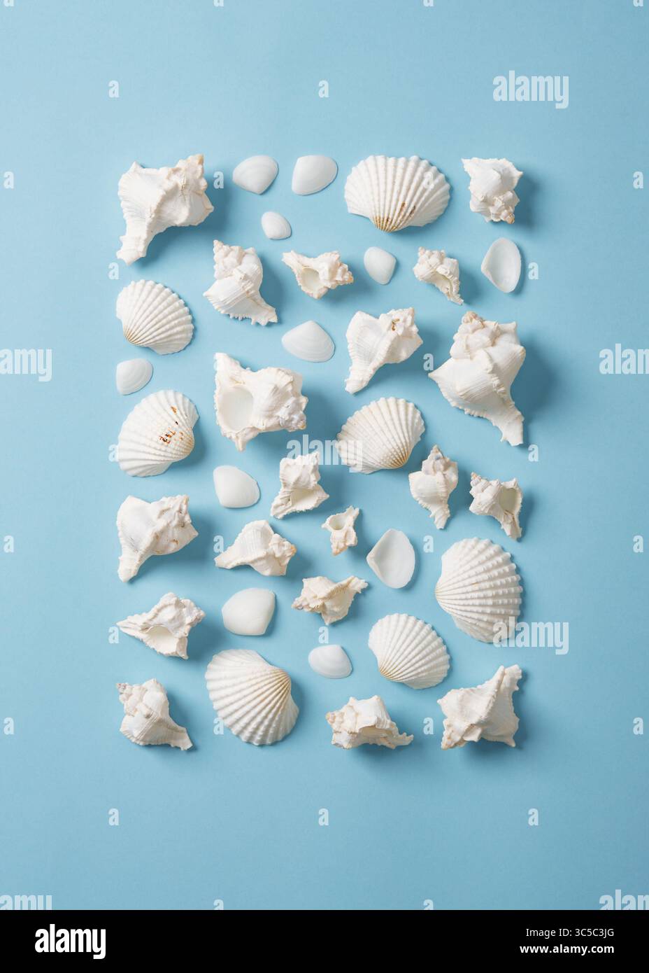 Rectangle of white shells on light blue background. Stock Photo