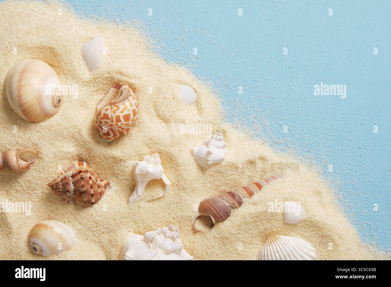 Card with white and brown shells lying on fine golden sand on a blue background. Space for your text. Stock Photo
