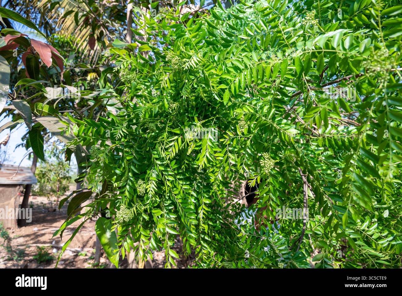Fresh organic curry leaves, Curry leaves tree plant close up Stock ...