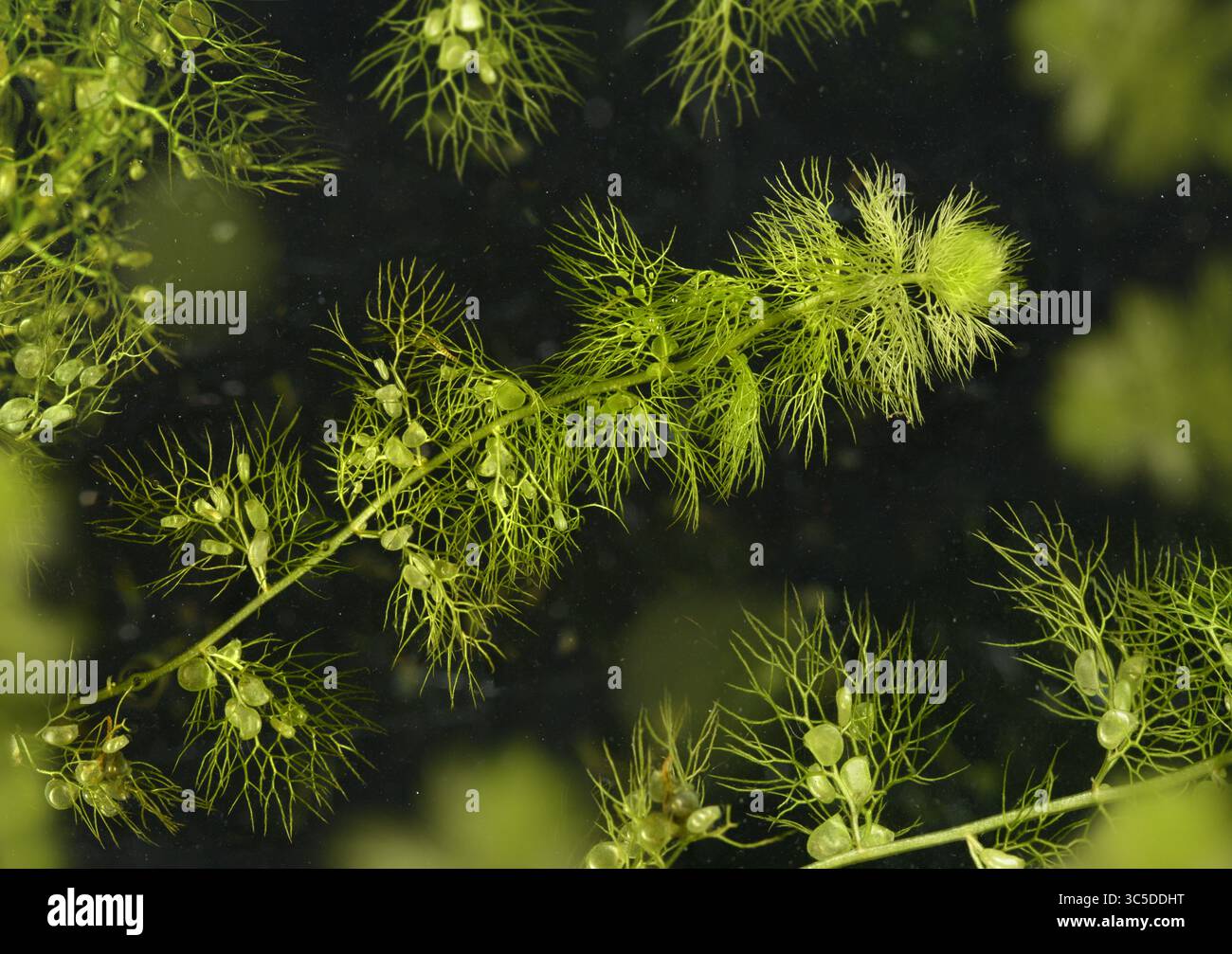 Greater Bladderwort - Utricularia vulgaris Stock Photo