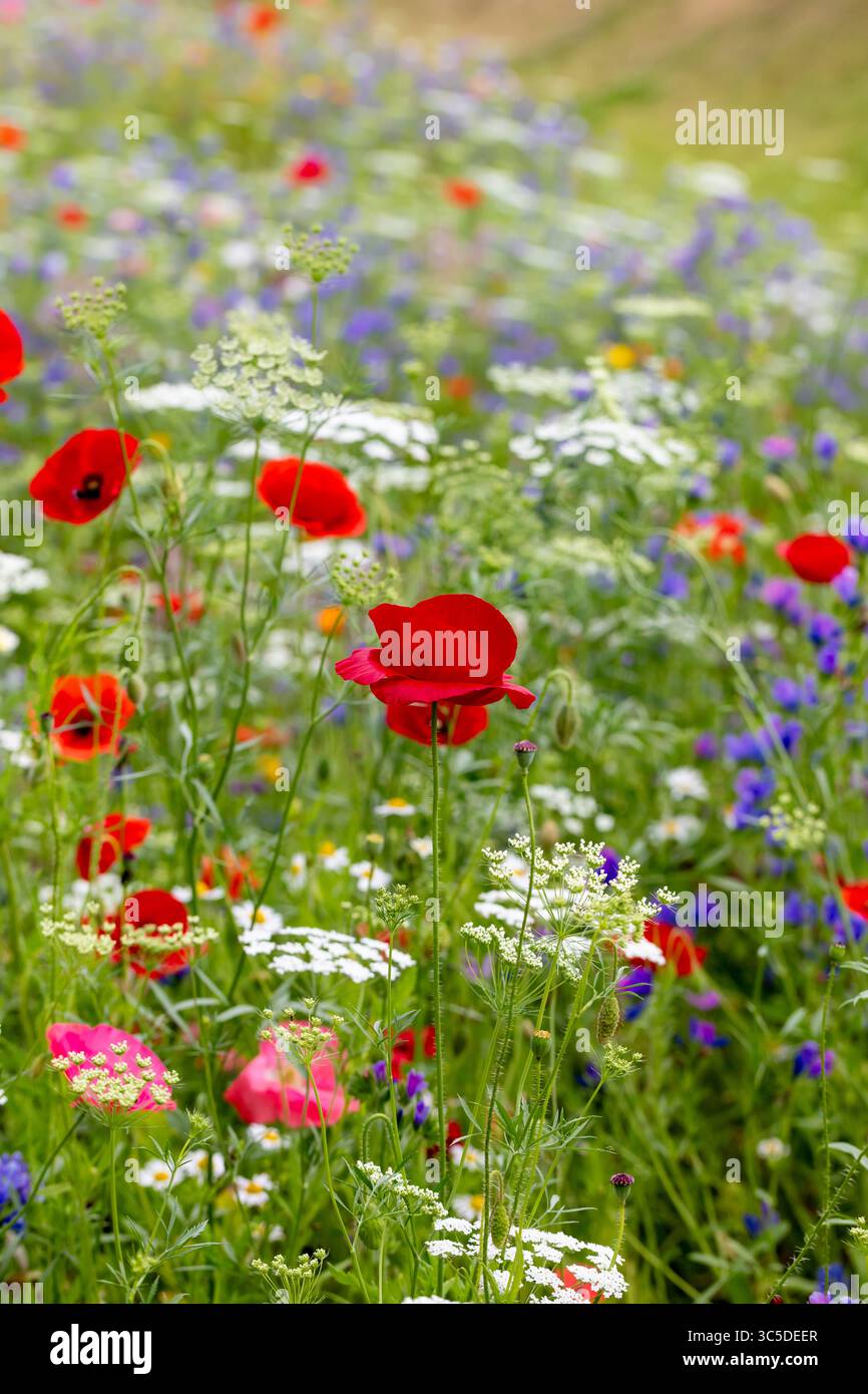 Insect friendly wildflowers hi-res stock photography and images - Alamy