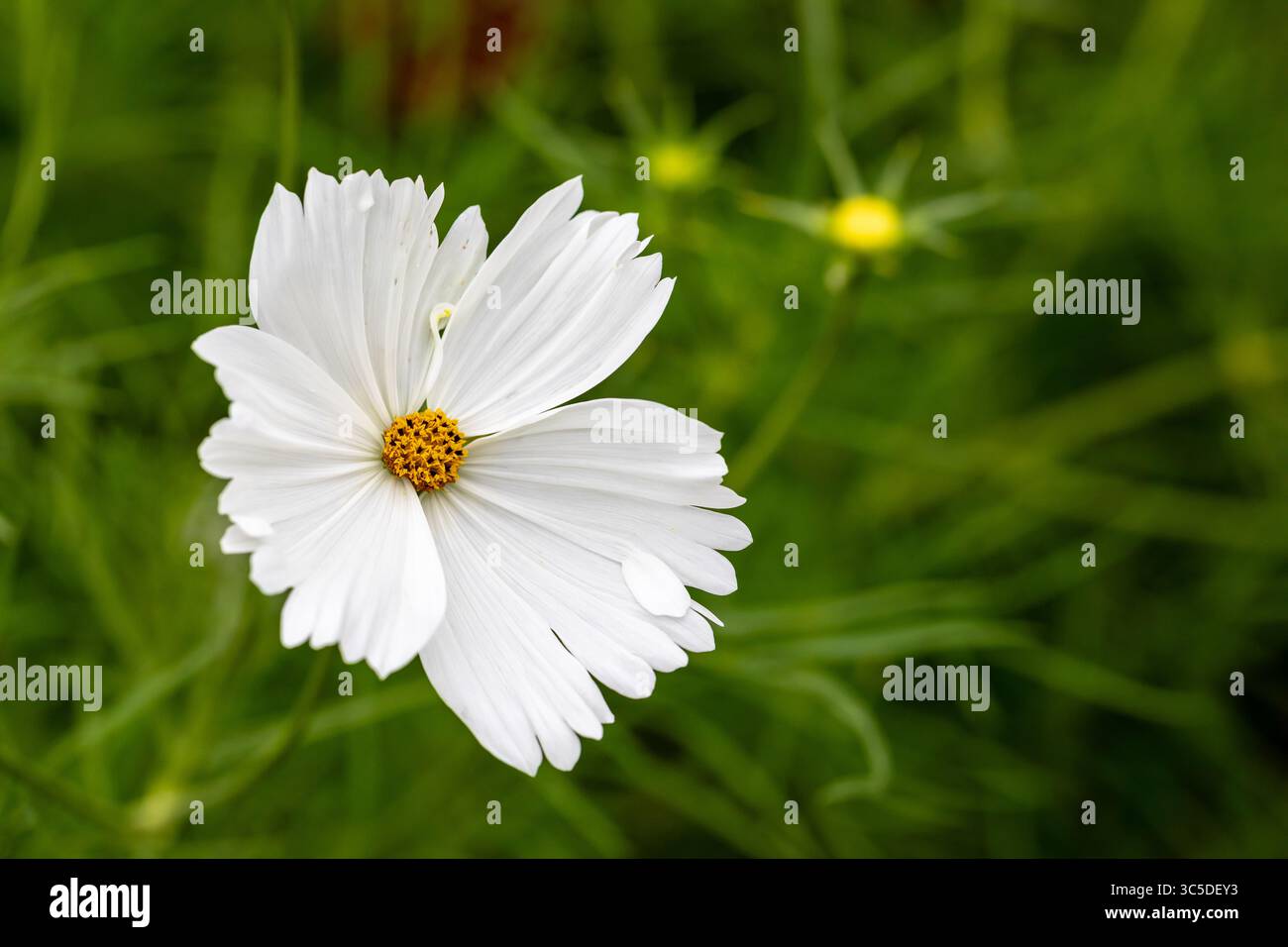 White cosmos flower hi-res stock photography and images - Alamy