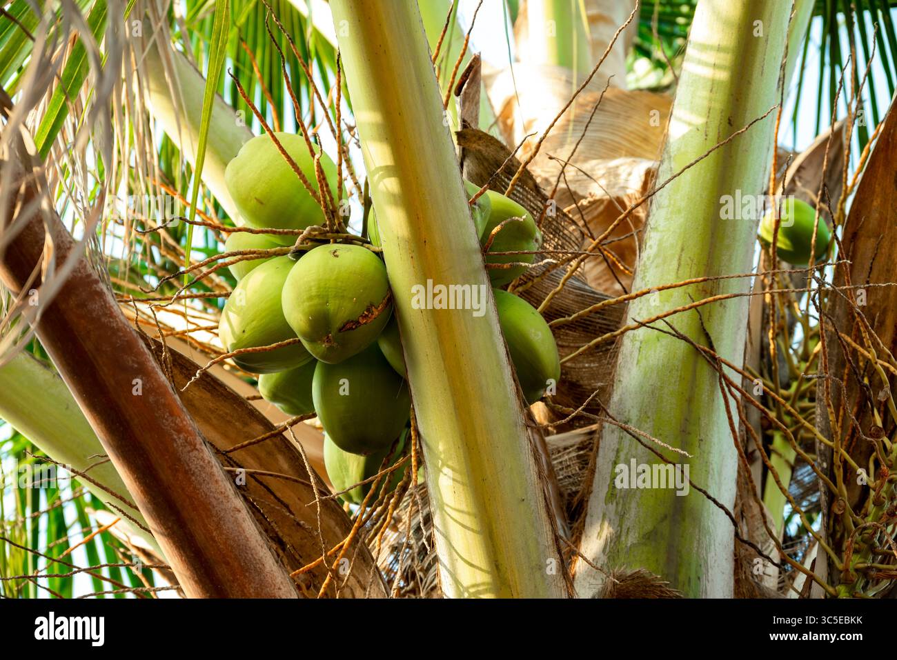 Fresh coconut hanging on tree, Young coconut fruits on tree, Green Growing Coconuts in tree Stock Photo