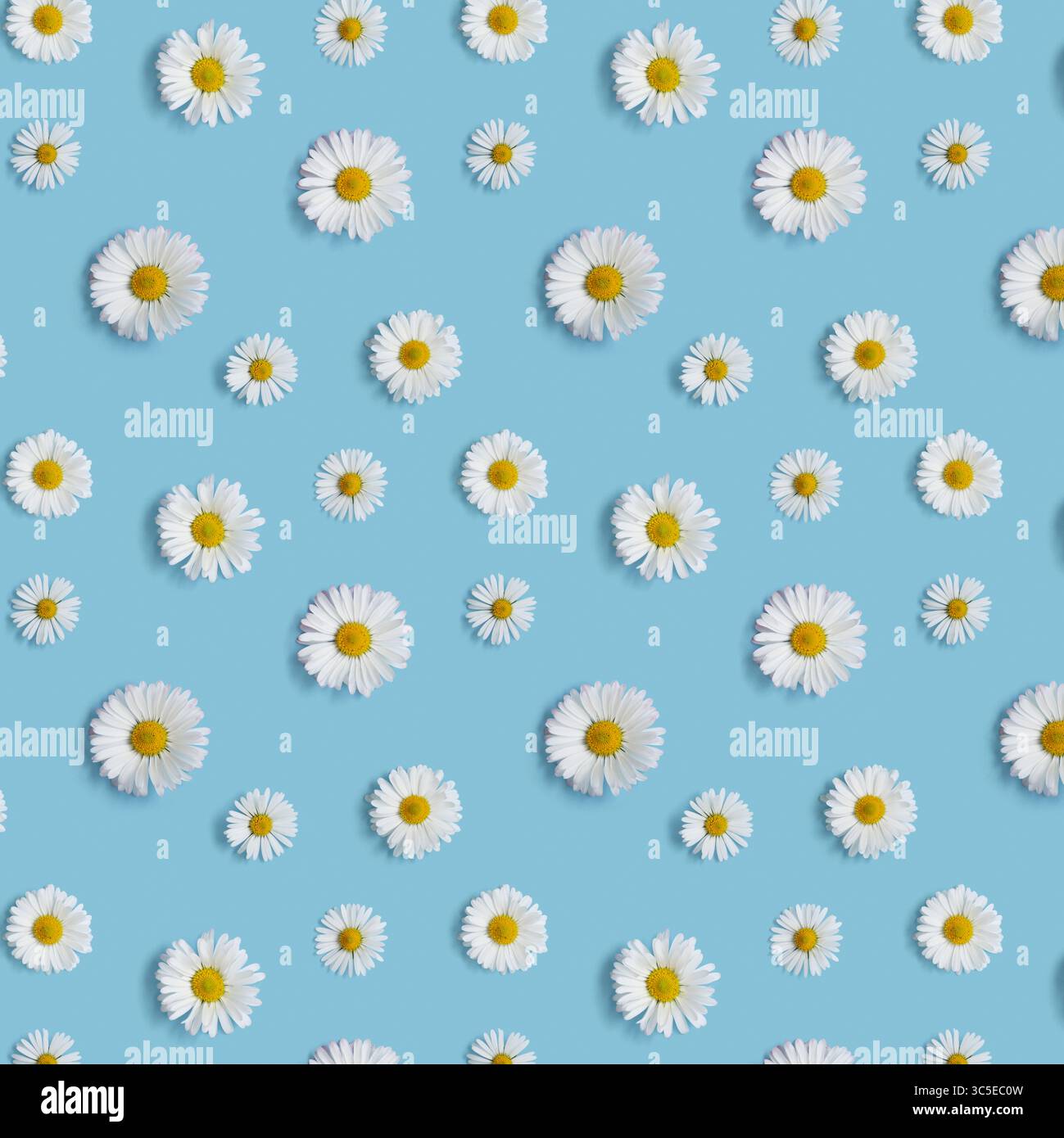 Flowers pattern with white daisies on a purple background Stock Photo