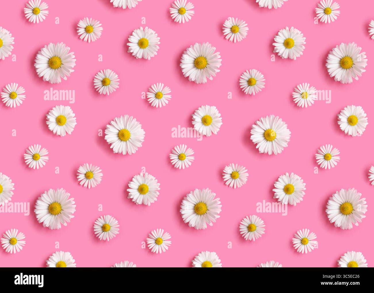 Flowers pattern with white daisies on pink background Stock Photo