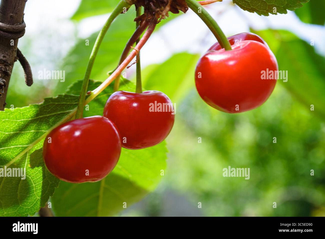 delicious red cherries in the countryside garden. fresh organic cherry in summer. ripe sweet fruit among green leaves on the branch. raw juicy food fu Stock Photo