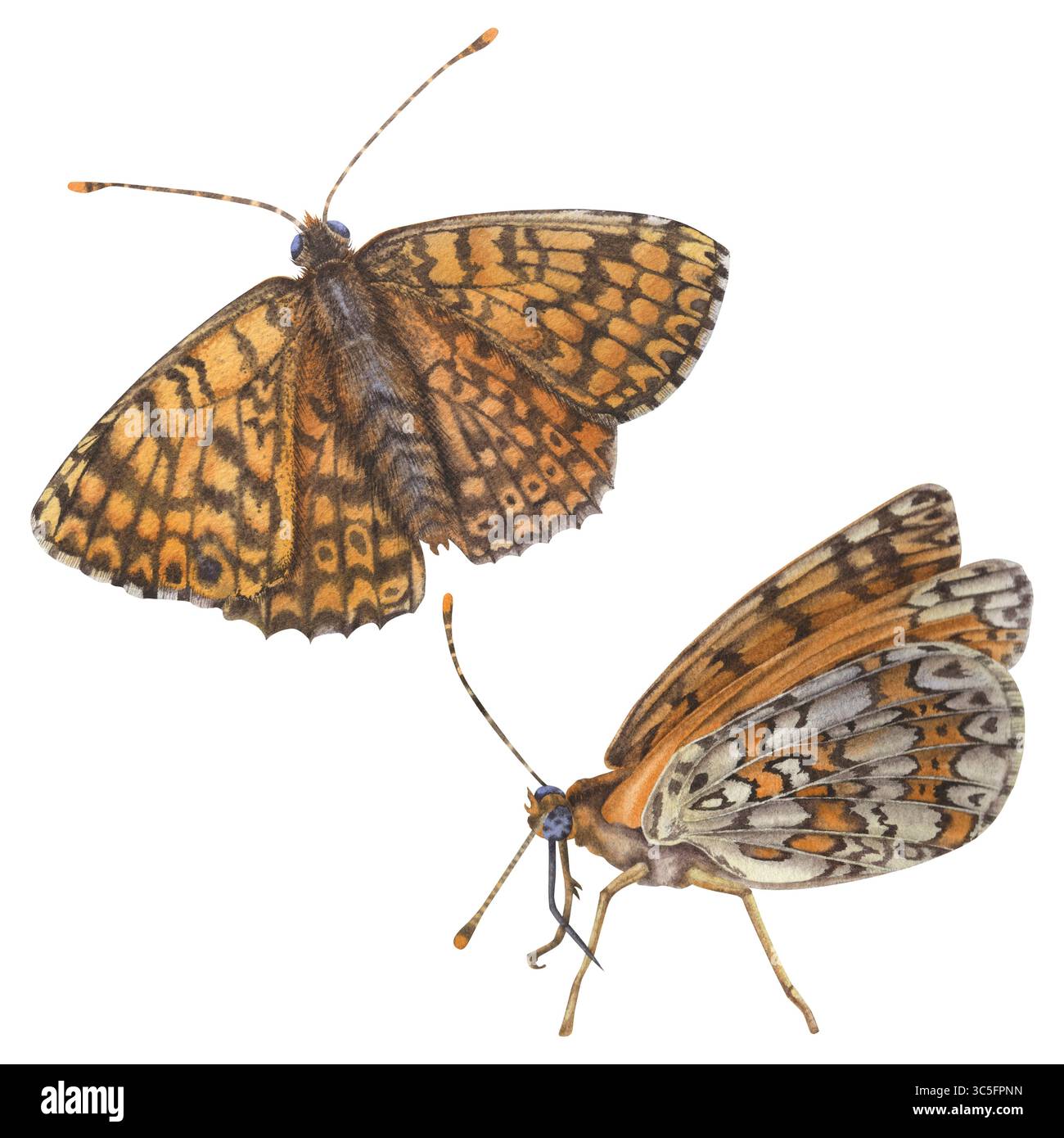 Orange butterflies. Wing underside view and open-winged of a spotted ...