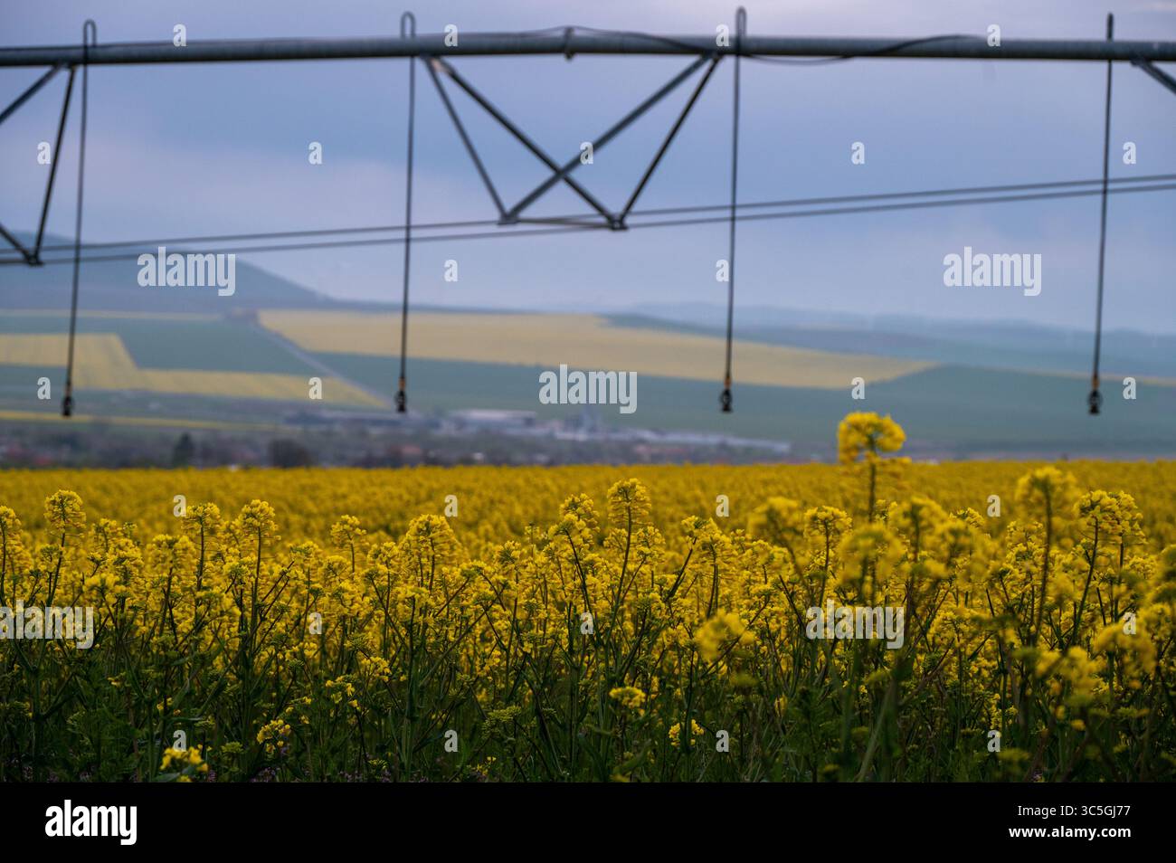 Irrigation system watering rapeseed field in rural countryside Stock Photo