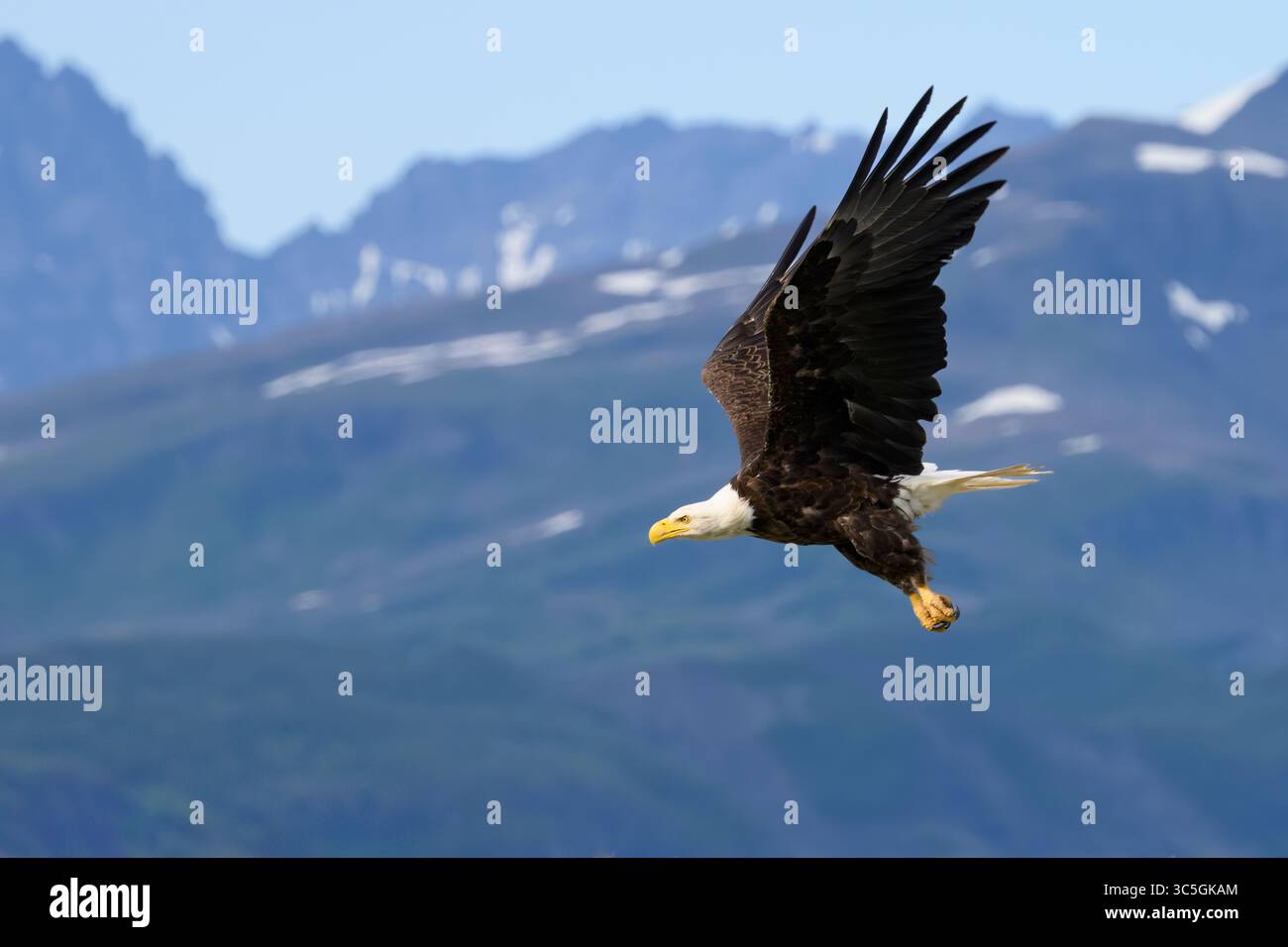 Bald Eagle; Katmai National Park and Preserve, Alaska. Stock Photo