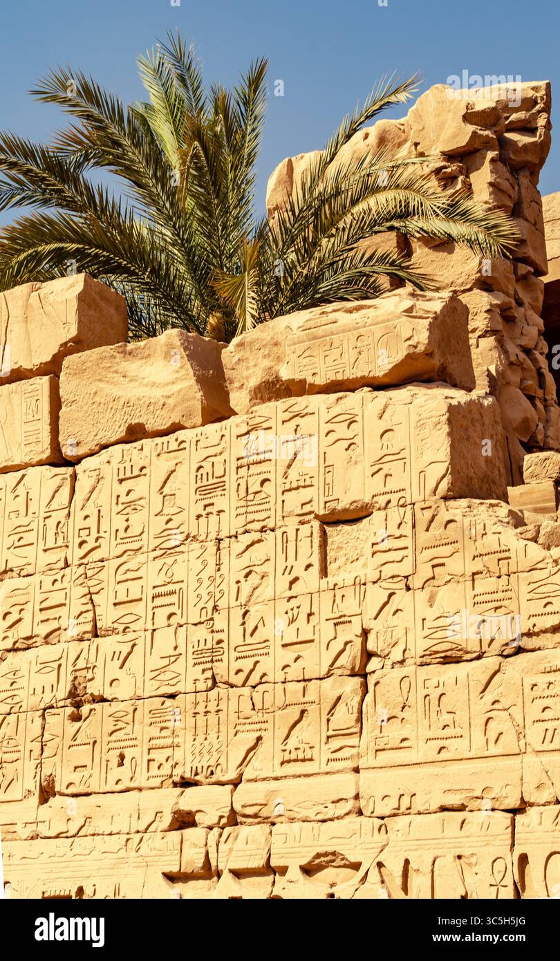 Palm tree rising behind ancient wall inscriptions in Karnak Temple in ...
