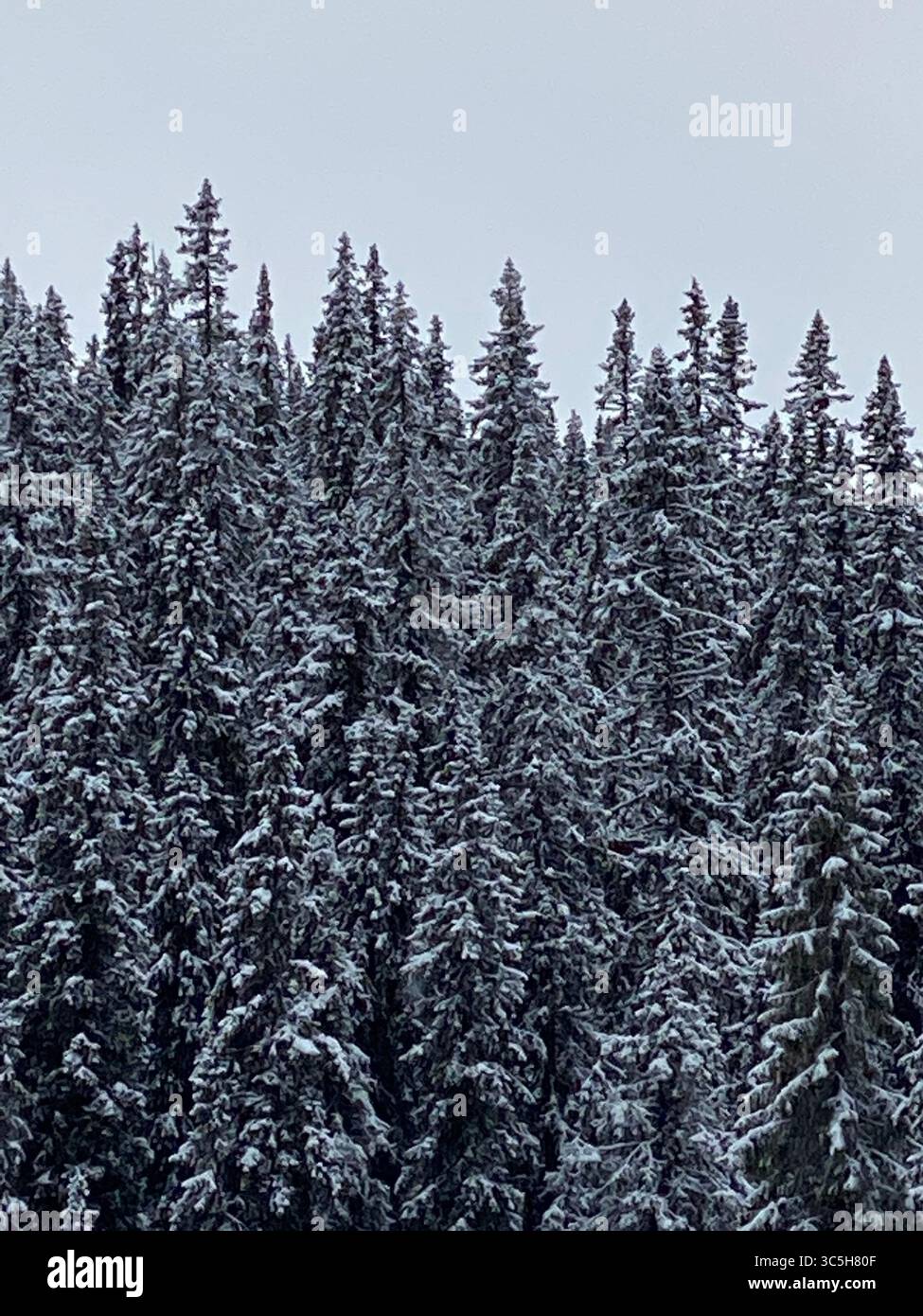 Winter forest scene with snow-covered evergreen trees and cloudy sky. - Smartphone Captured Stock Image