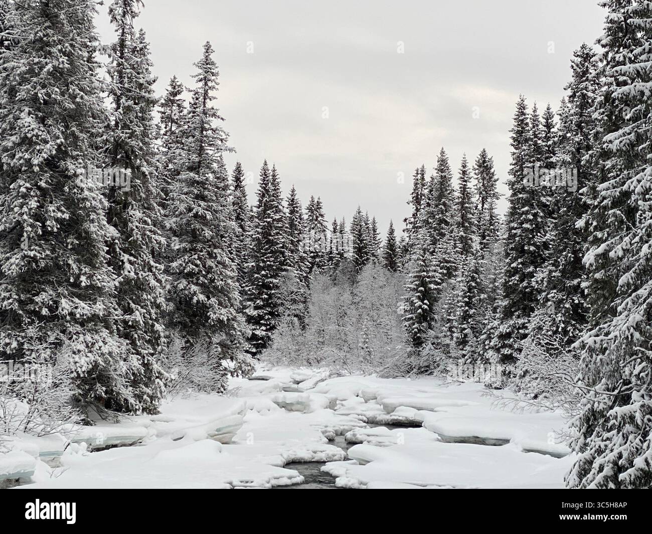 A beautiful winter scene with snow-covered trees and a partially frozen river. - Smartphone Captured Stock Image