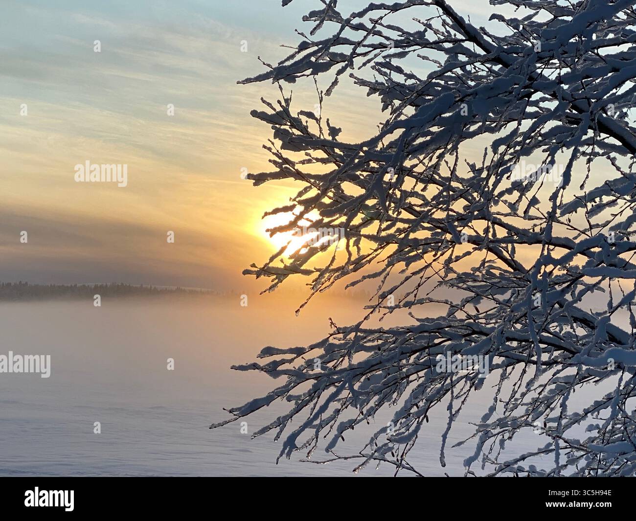 A breathtaking winter sunset illuminates a snow-covered tree and a misty horizon. - Smartphone Captured Stock Image