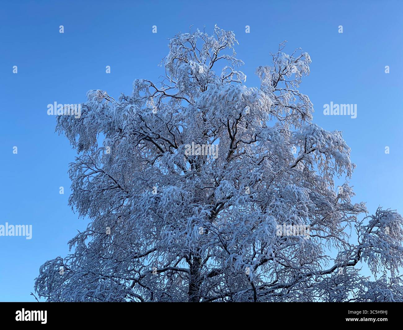 A winter scene of a snow-covered tree under a bright, blue sky. - Smartphone Captured Stock Image
