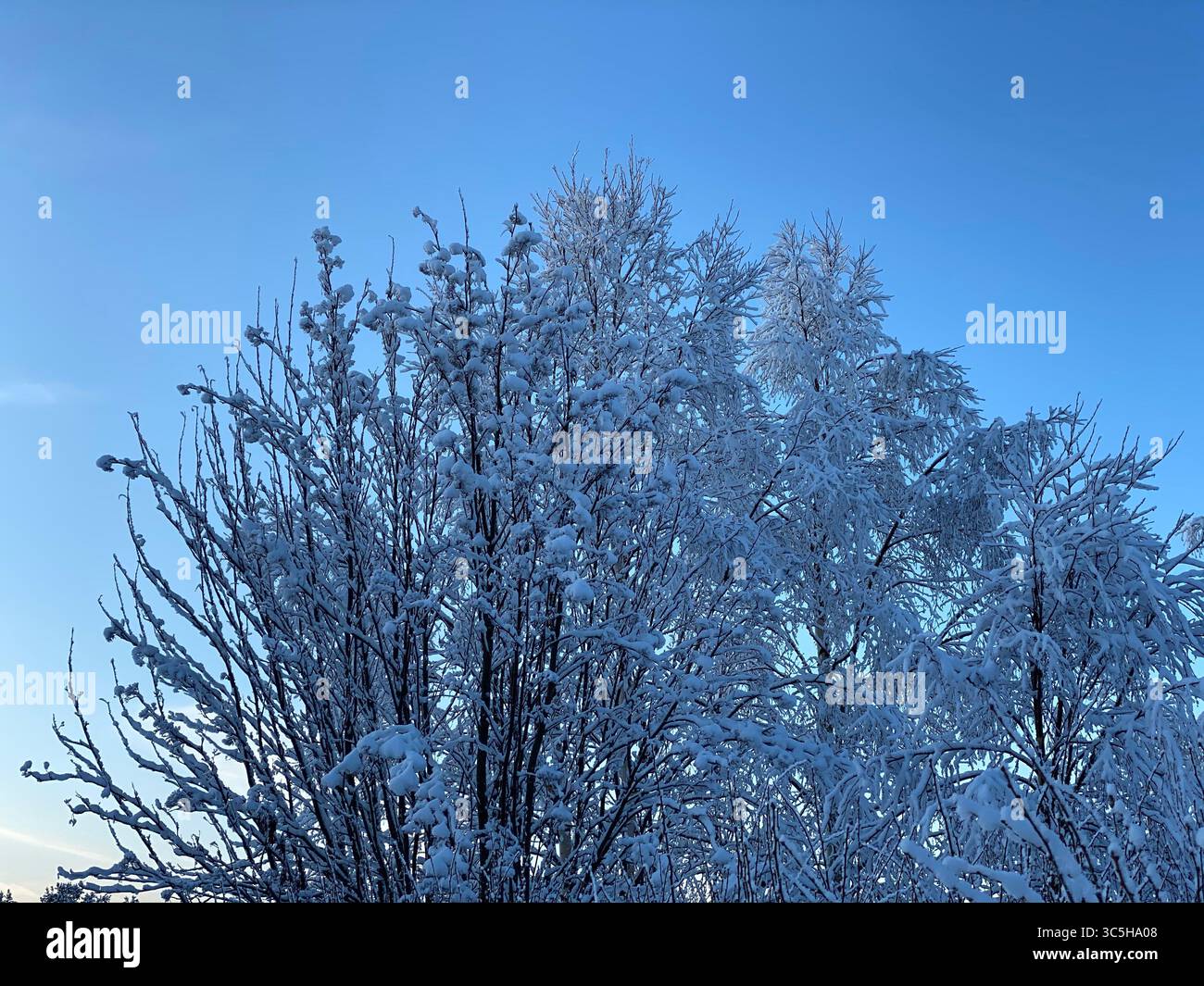 A winter scene of a snow-covered tree under a bright, blue sky. - Smartphone Captured Stock Image