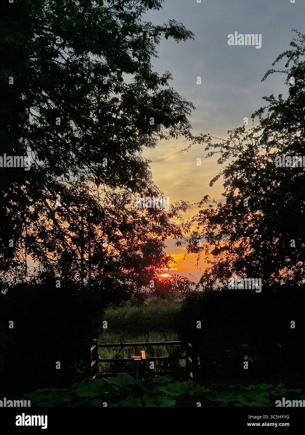 Orange sunset peaking through trees - Smartphone Captured Stock Image