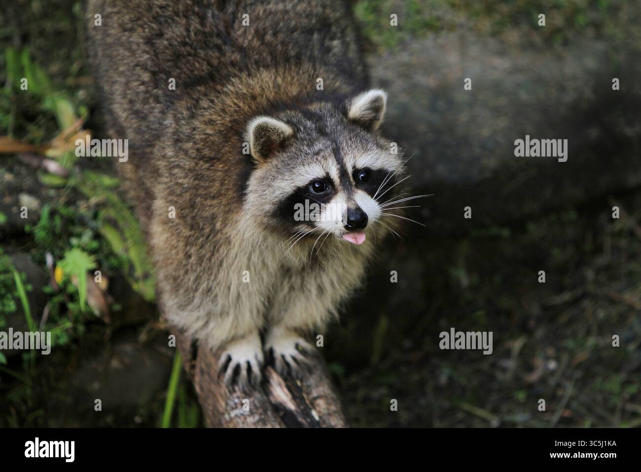 Fat raccoon hi-res stock photography and images - Alamy