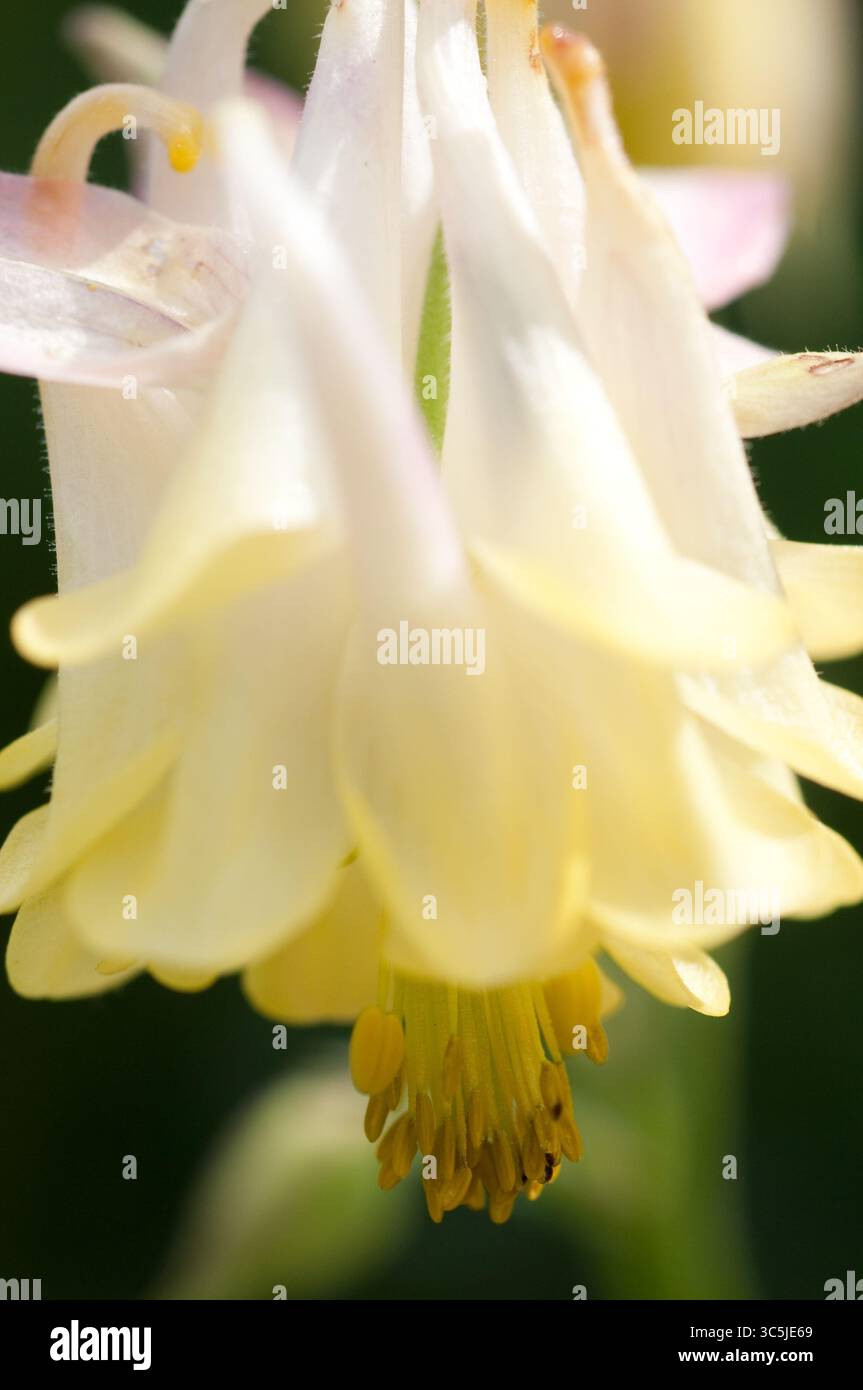 Close up view capturing yellow hi-res stock photography and images - Alamy