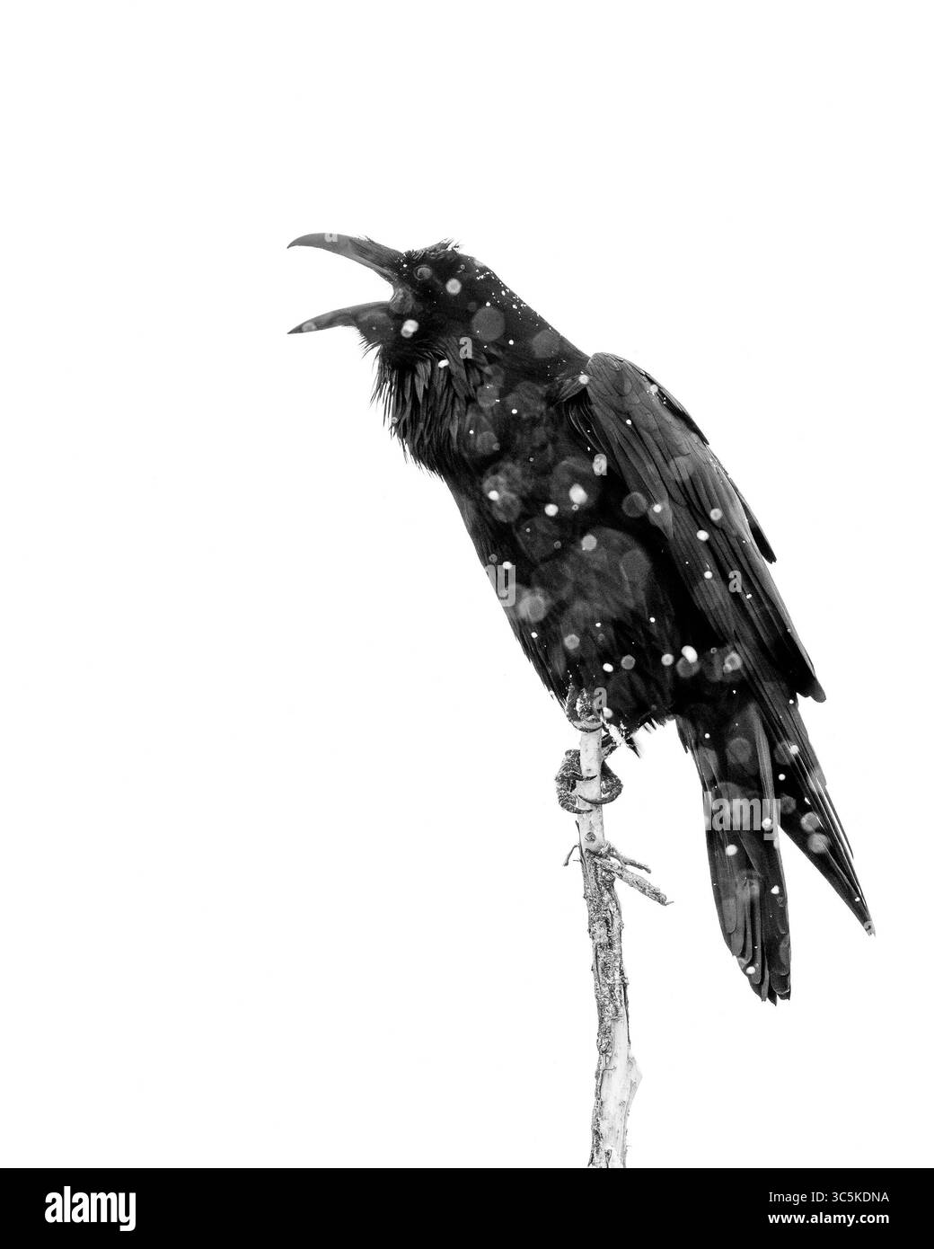 Common Raven, Bosque del Apache national Wildlife Refuge, New Mexico, USA. Stock Photo