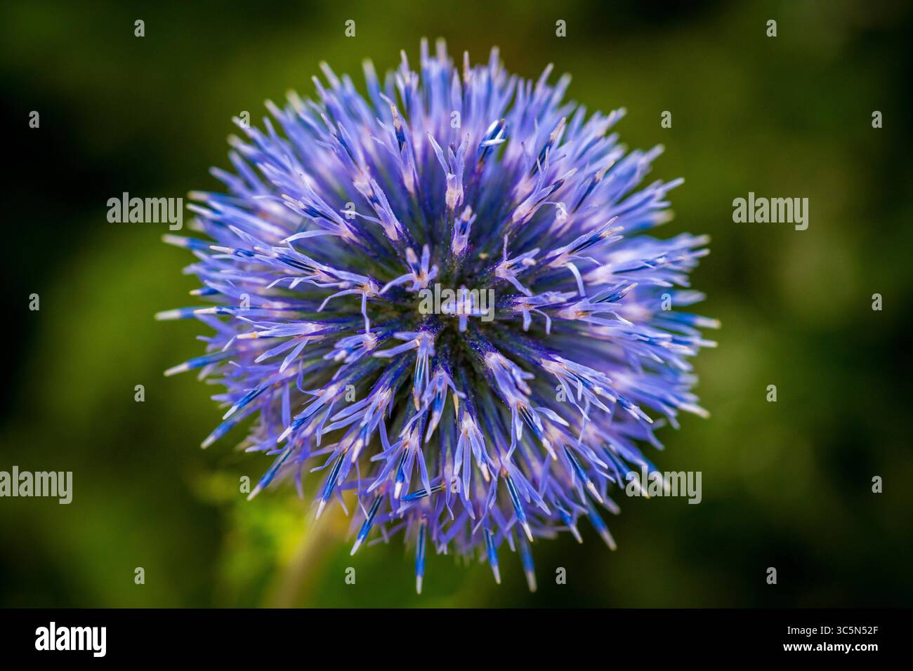 Closeup view on flowering Globe Thistle, Echinops ritro Stock Photo