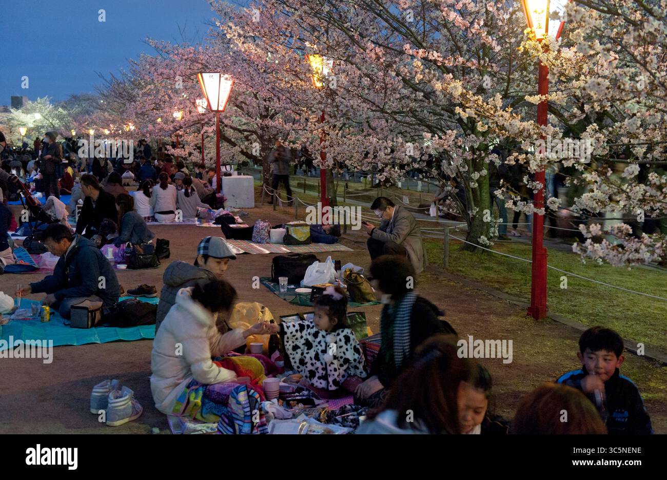 Cherry blossoms sakura at night hi-res stock photography and