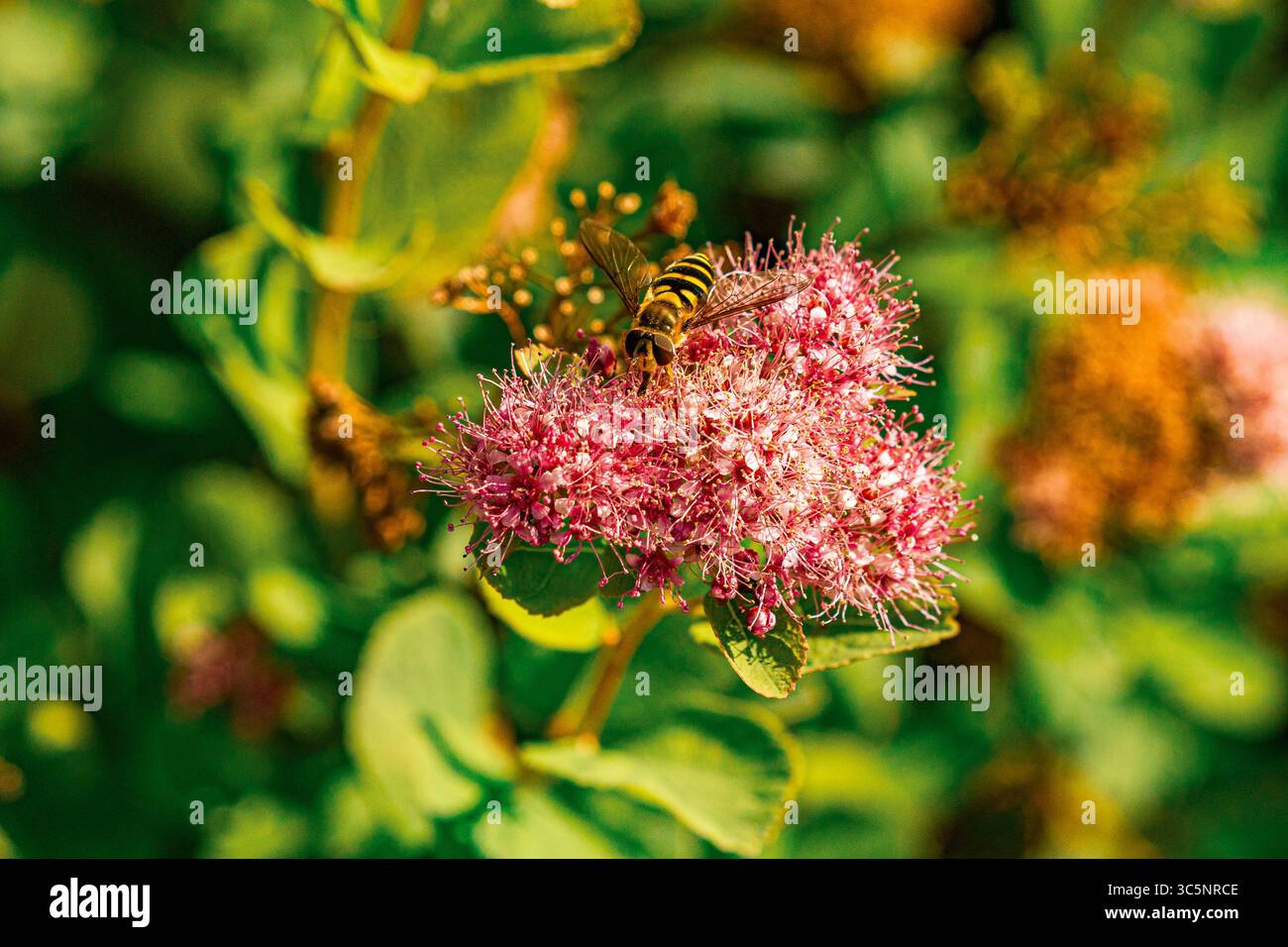 Bee's Pink Flower Feast: A hoverfly feasts on a pink flower in Mount Rainier National Park. These insects are important pollinators in the park's ecos Stock Photo
