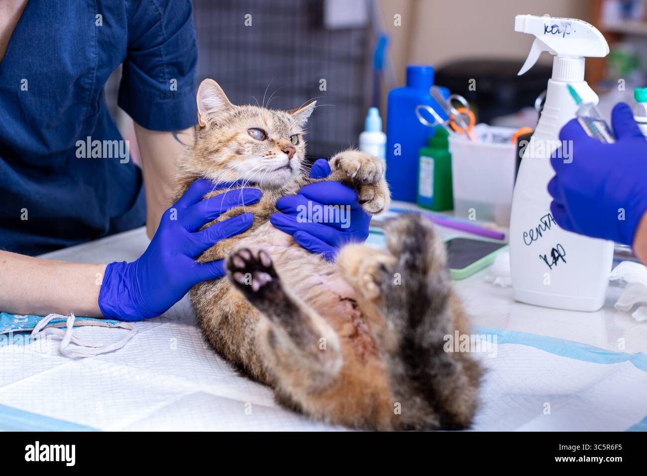 A cat is currently undergoing a thorough examination by a veterinarian ...