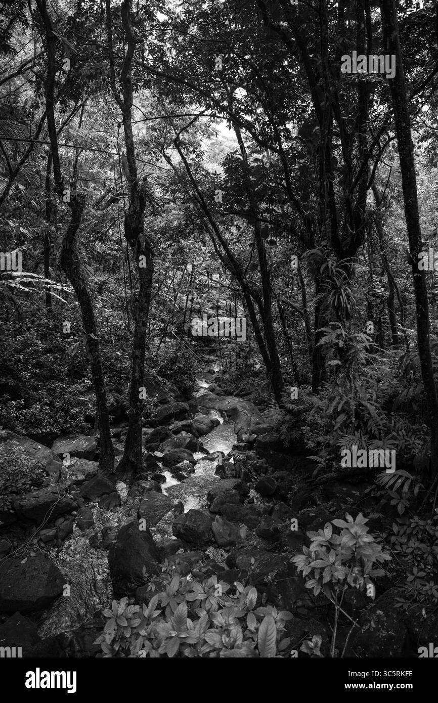 Serene forest tones Black and White Stock Photos & Images - Alamy
