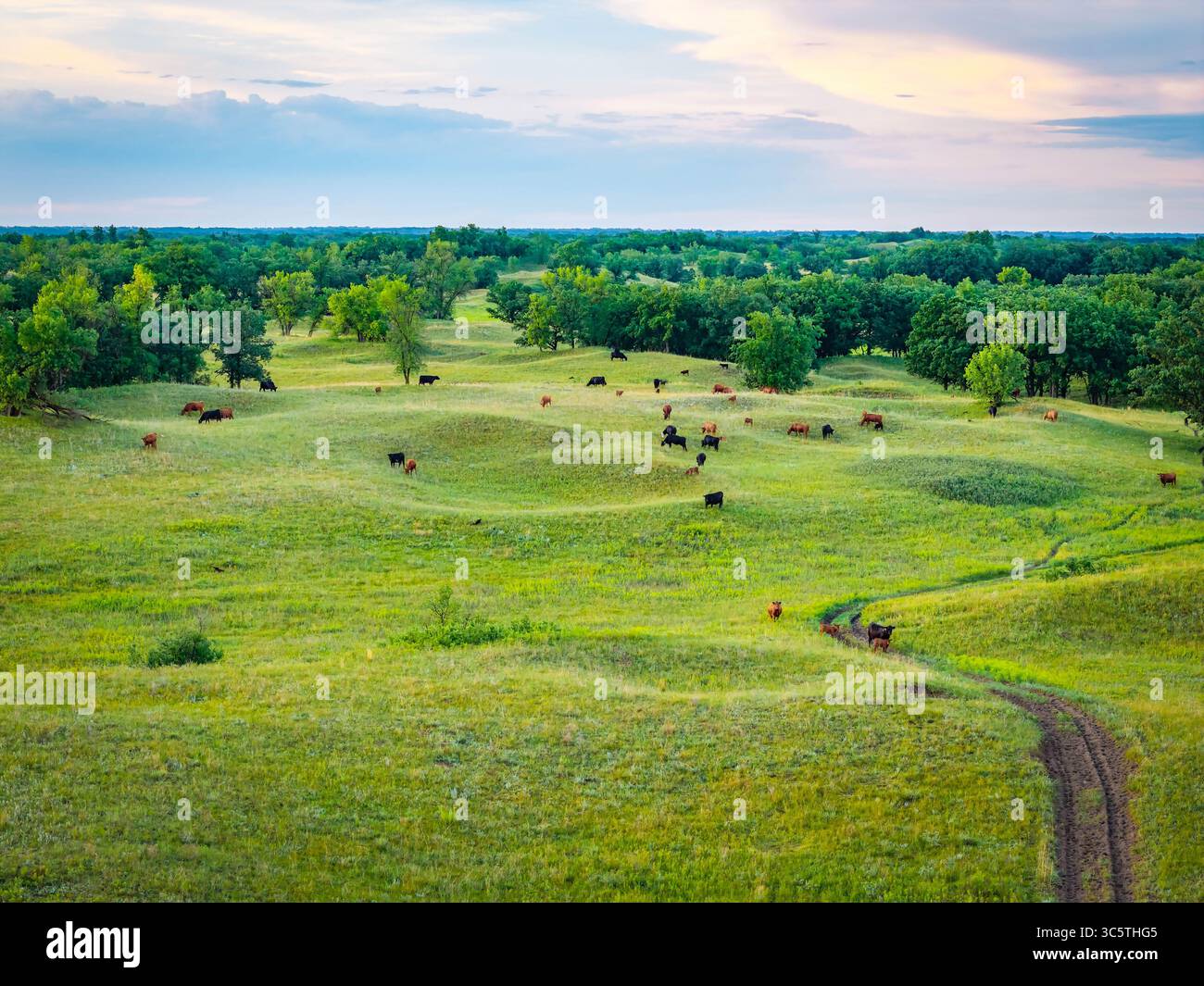 An expansive aerial view captures cattle grazing and feeding across the ...