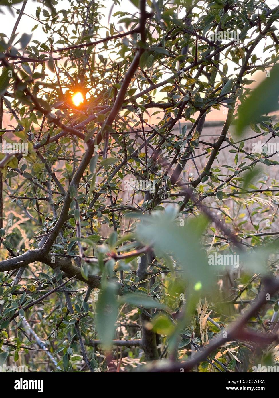 The sunsets with the nature from different situations - Smartphone Captured Stock Image