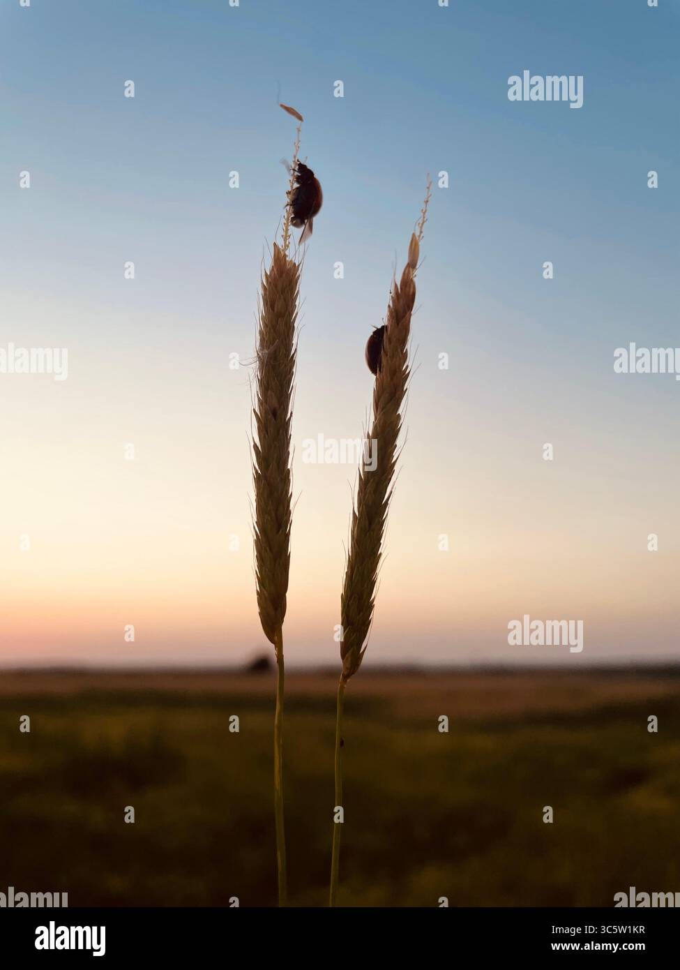 The sunsets with the nature from different situations - Smartphone Captured Stock Image