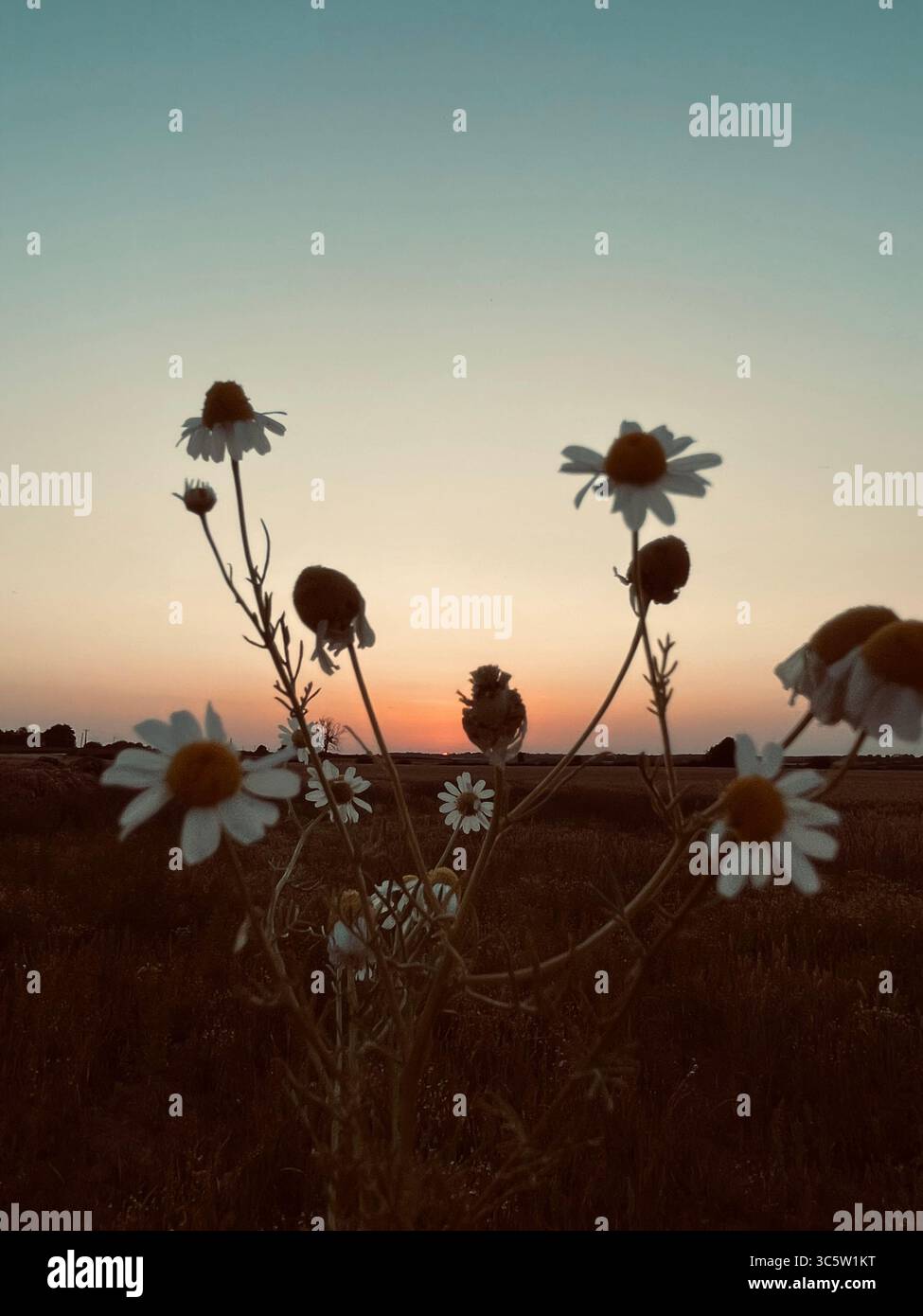 The sunsets with the nature from different situations - Smartphone Captured Stock Image