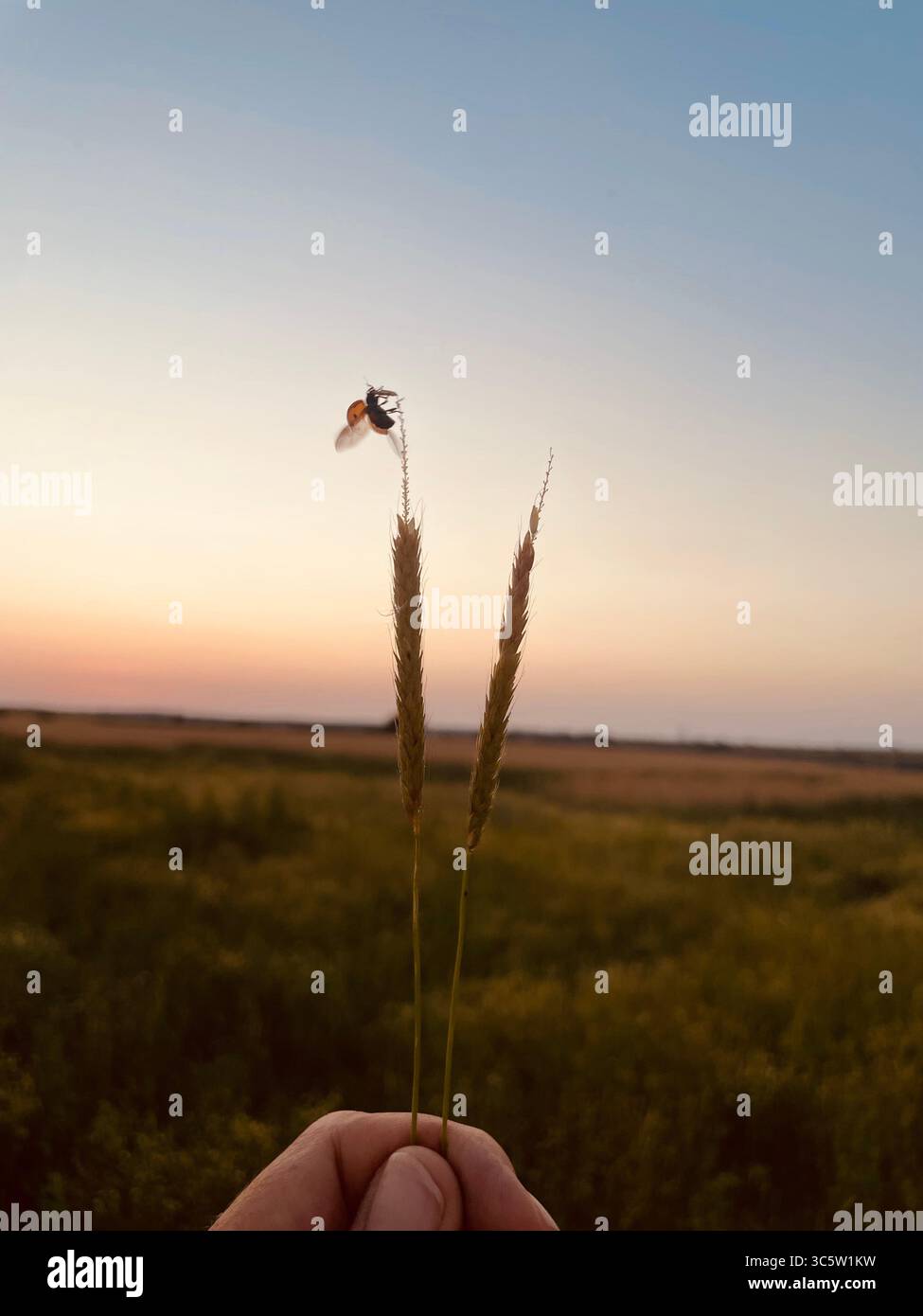 The sunsets with the nature from different situations - Smartphone Captured Stock Image