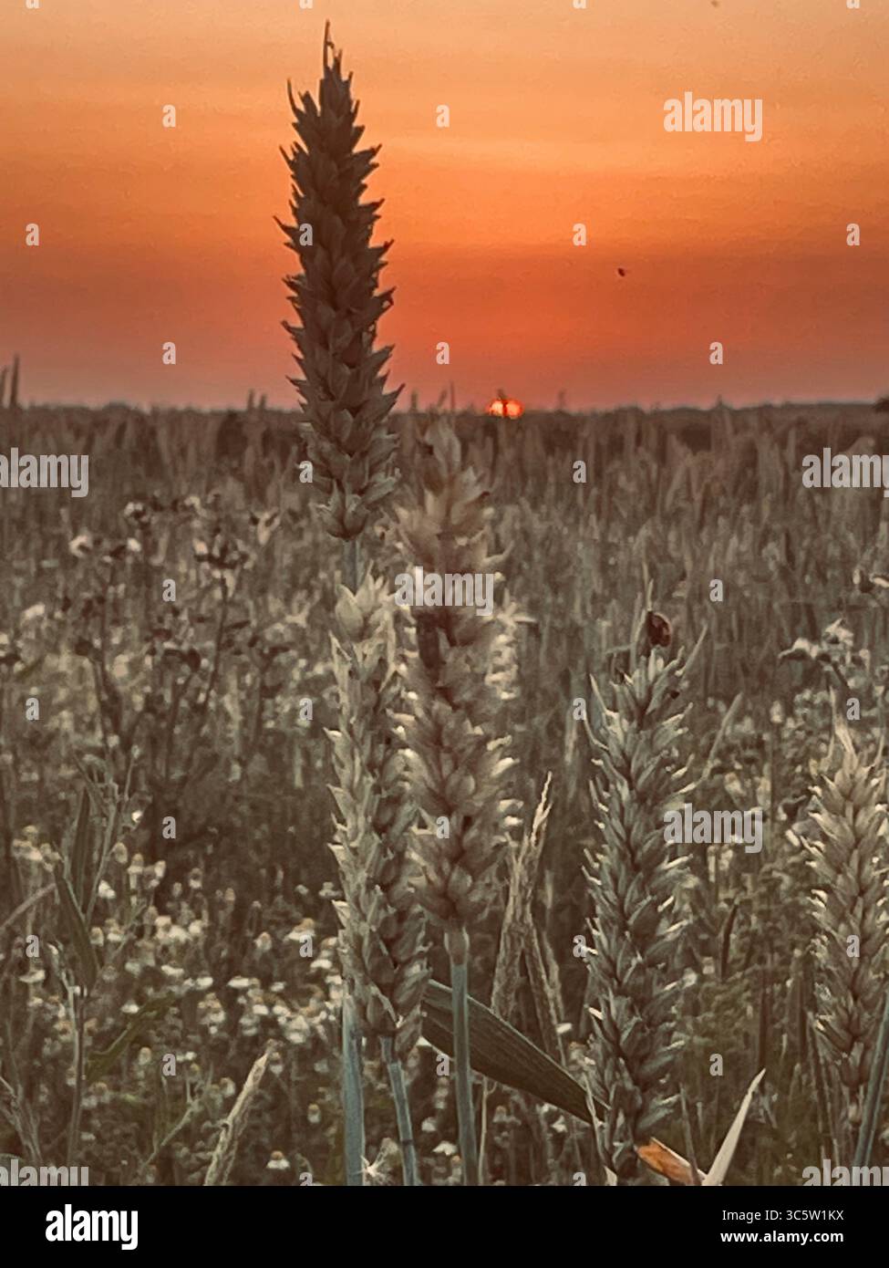 The sunsets with the nature from different situations - Smartphone Captured Stock Image