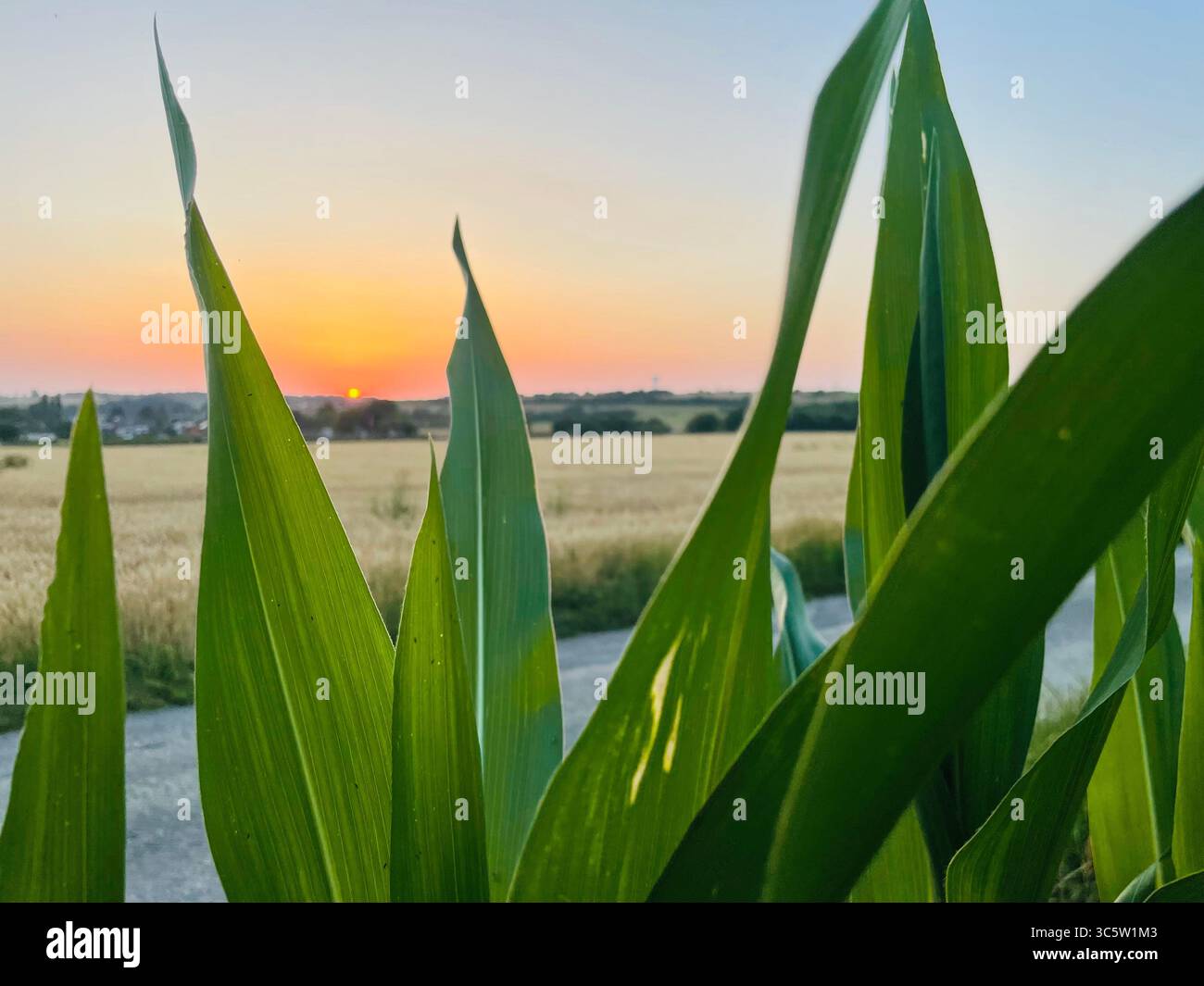 The sunsets with the nature from different situations - Smartphone Captured Stock Image