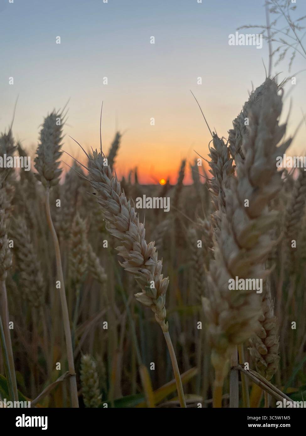 The sunsets with the nature from different situations - Smartphone Captured Stock Image