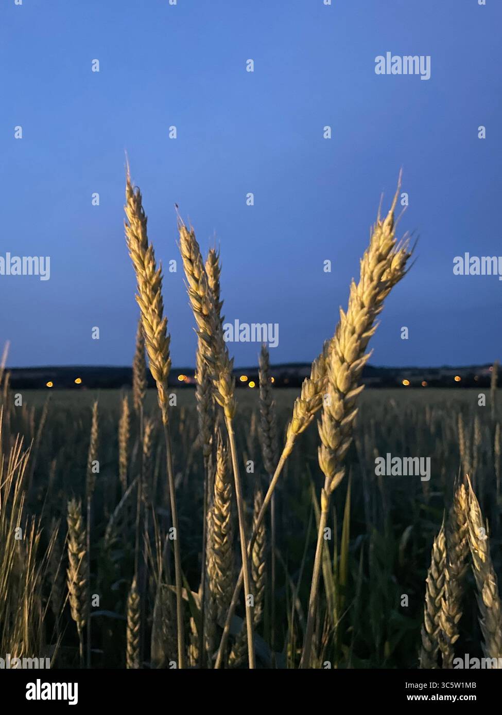 The sunsets with the nature from different situations - Smartphone Captured Stock Image